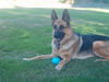 Kona/adopt pending