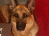 Kona/adopt pending