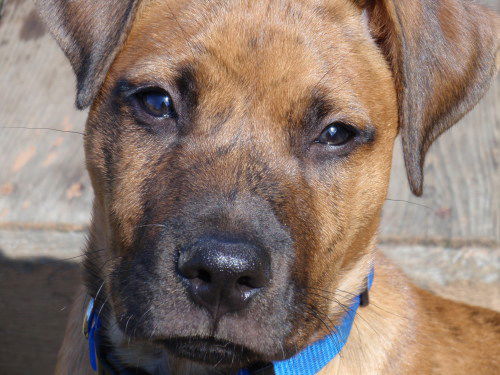 Tigger-Adopt Pend
