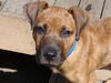 Tigger-Adopt Pend