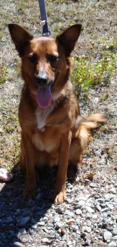 Sammy-adopt pend