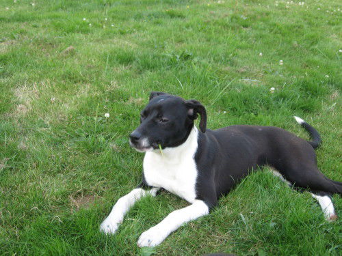 James-adopt pend