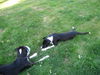 James-adopt pend