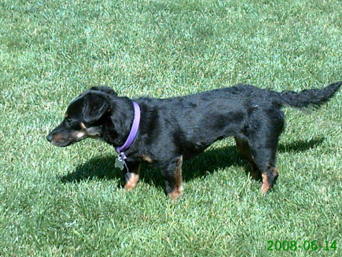 Mandy AdoptPend