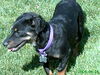 Mandy AdoptPend