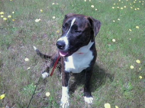 Riley-adopt pend