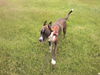 Riley-adopt pend