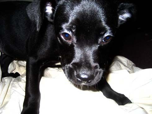 Ash NEW PUP