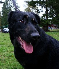 Annabelle-AdoptPen