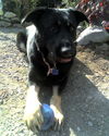 Annabelle-AdoptPen
