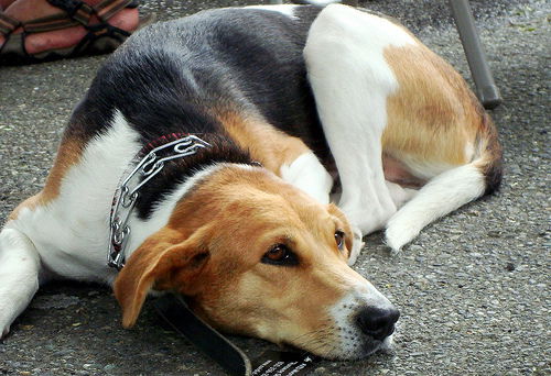 Tessa-adopt pend