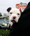 Arzu-AdoptPending