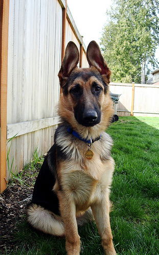 Max-Adopt Pending
