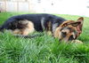 Max-Adopt Pending