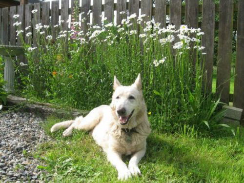 Kiki/adopt pending