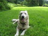 Kiki/adopt pending