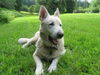 Kiki/adopt pending