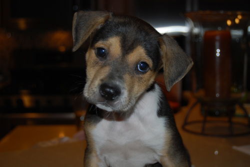 Atticus adopt/pend