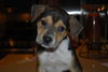Atticus adopt/pend