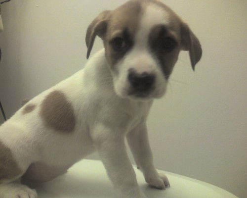 Tessa adopt/pendin