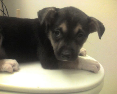 Juno Adopt/pending