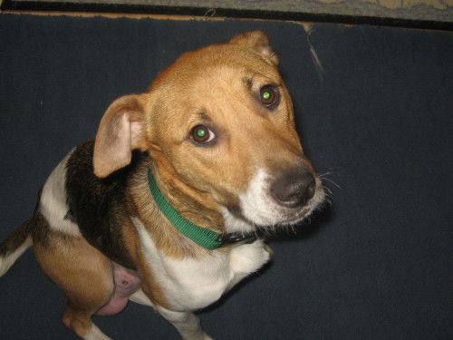 Mama/adopt pending