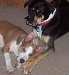 Taylor/adopt pendi