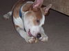 Taylor/adopt pendi