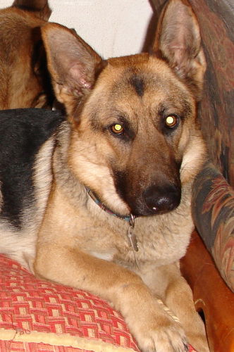 Cora/adopt pending