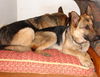 Cora/adopt pending