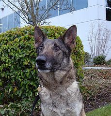Katya/adopt pendin