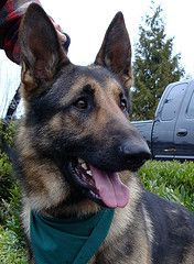 Max/adopt pending