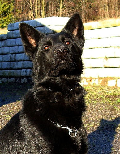 Zilla/adopt pendin