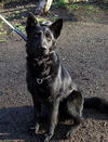 Zilla/adopt pendin