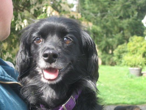 Tippy Adopt/Pendin