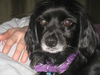 Tippy Adopt/Pendin