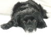Tippy Adopt/Pendin