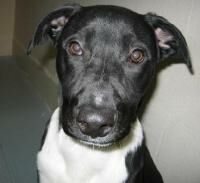 Pickles/adopt pend