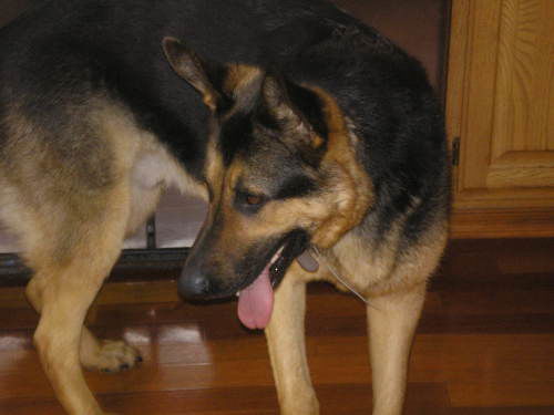 Max/adopt pending