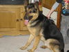 Max/adopt pending