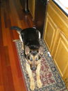 Max/adopt pending
