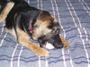 Juju/adopt pending