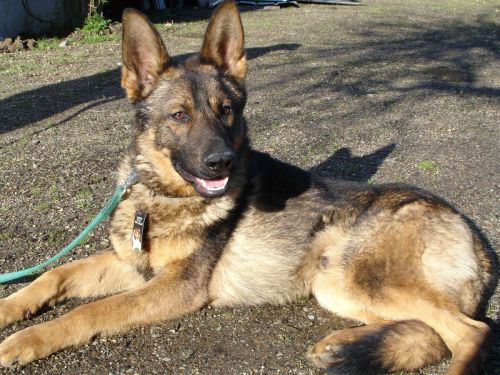 Ansel/adopt pendin