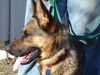 Ansel/adopt pendin
