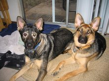 Alvin/adopt pendin