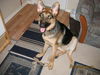 Alvin/adopt pendin