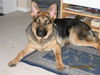Alvin/adopt pendin