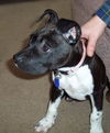 Petey/adopt pendin