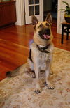 Kirby/adopt pendin
