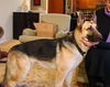 Kirby/adopt pendin